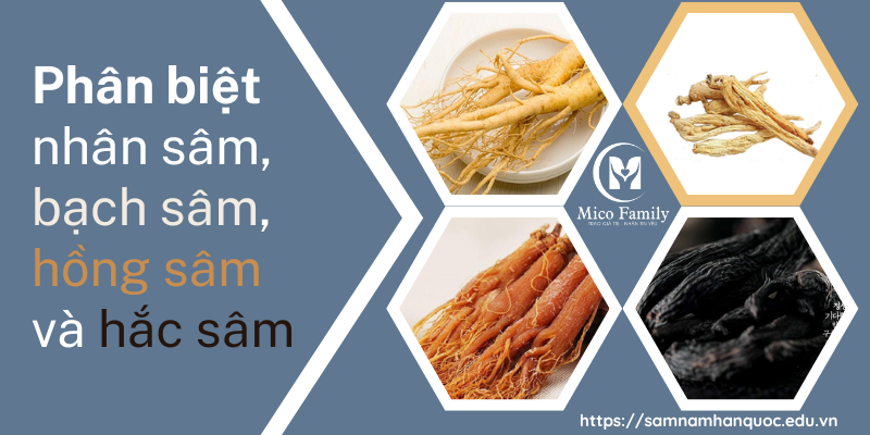 Phân biệt nhân sâm, bạch sâm, hồng sâm và hắc sâm
