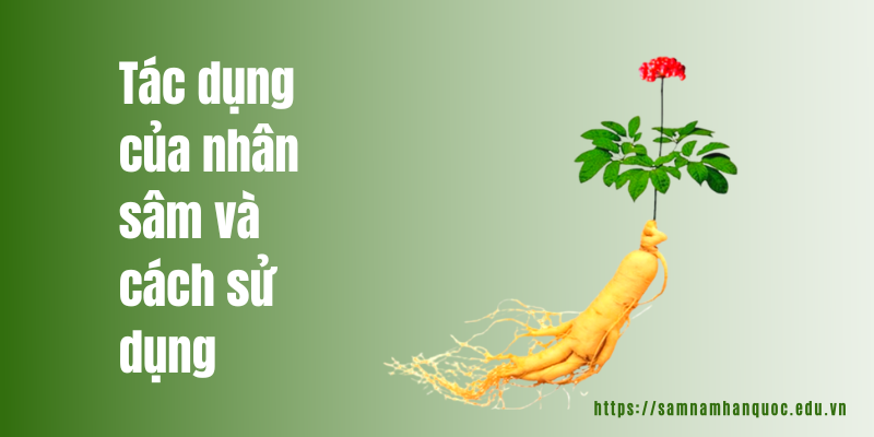 Tác Dụng Tuyệt Vời Của Nhân Sâm Hàn Quốc Và Cách Sử Dụng Tác dụng của nhân sâm và cách sử dụng